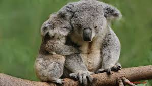 des koalas