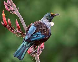 Les oiseaux de la Nouvelle-Zélande