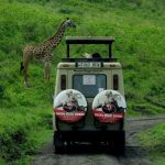 Opter pour un safari pas cher et authentique en Tanzanie