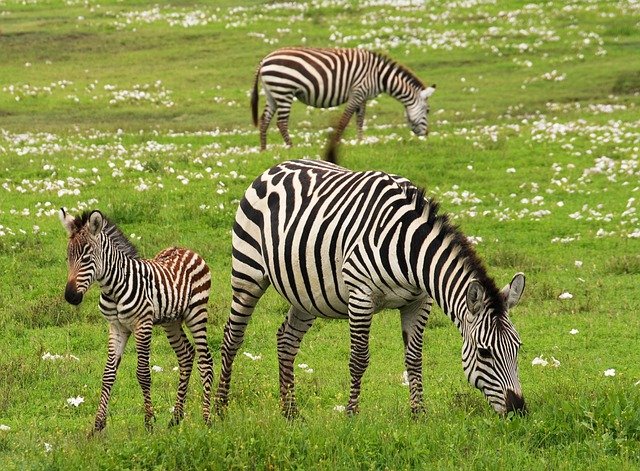 Différentes manières de faire du safari tout en protégeant l’environnement en Tanzanie
